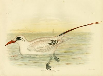 Red-Tailed Tropicbird by Gracius Broinowski